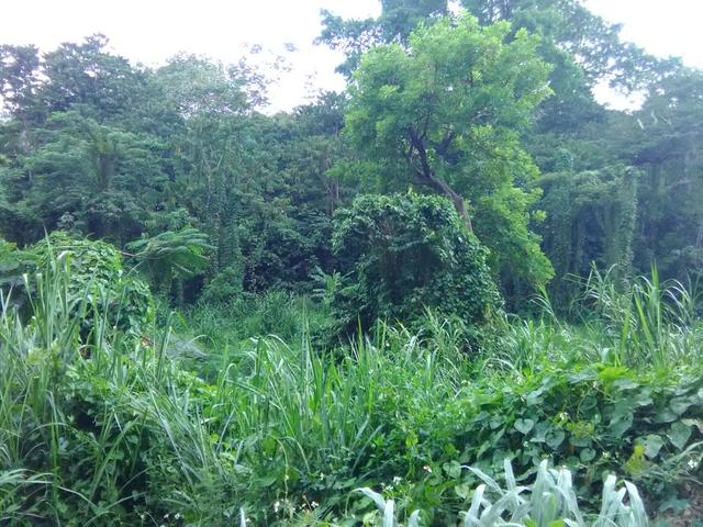 Seventh image of Retirement in Granville, St. James, Jamaica - property is For Sale