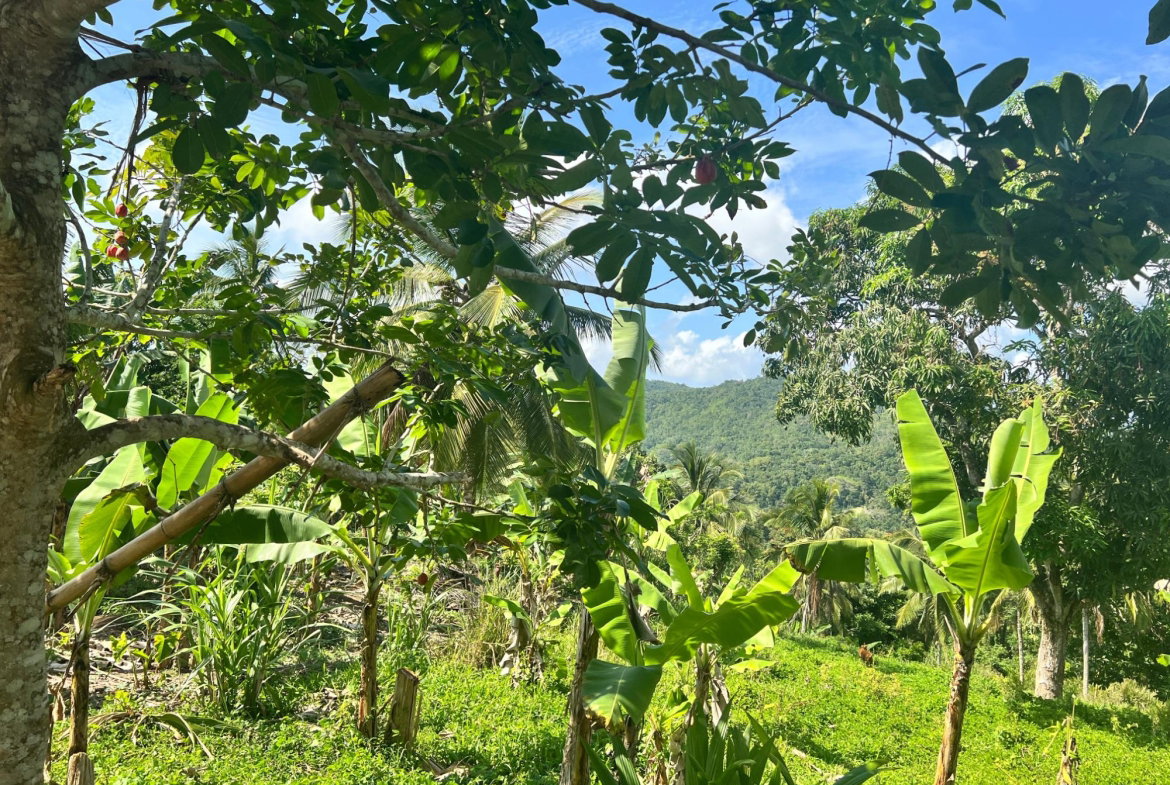 Second image of Dressikie pa in Lambkin Hill, St. Mary, Jamaica - property is For Sale