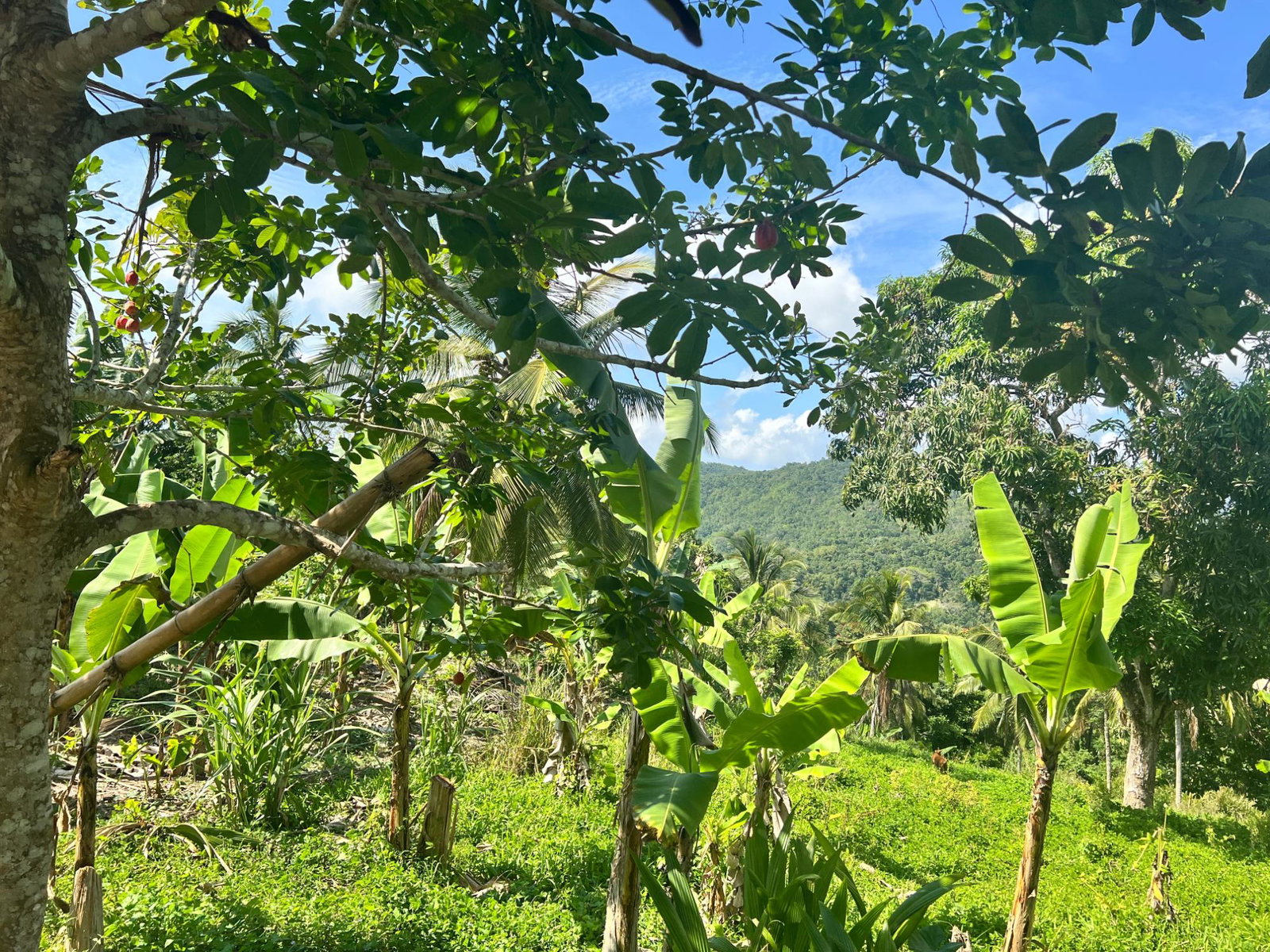 Second image of Dressikie pa in Lambkin Hill, St. Mary, Jamaica - property is For Sale