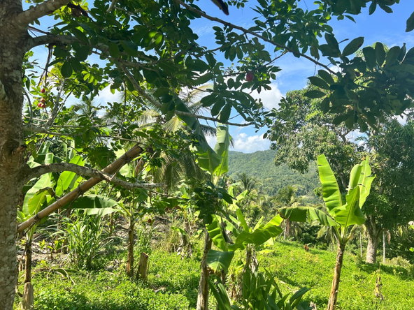 Second image of Dressikie pa in Lambkin Hill, St. Mary, Jamaica - property is For Sale