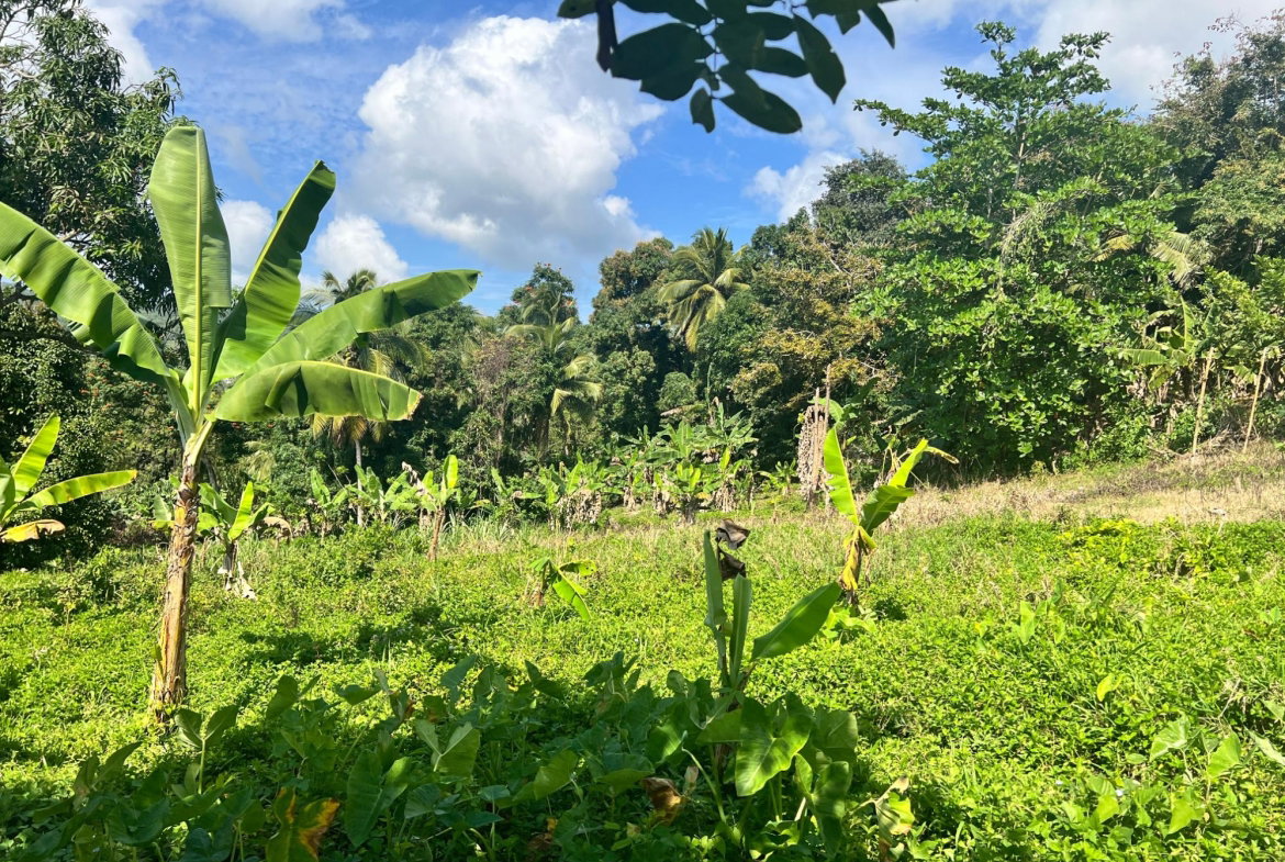 Third image of Dressikie pa in Lambkin Hill, St. Mary, Jamaica - property is For Sale
