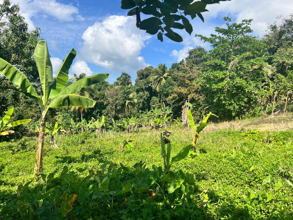 Third image of Dressikie pa in Lambkin Hill, St. Mary, Jamaica - property is For Sale