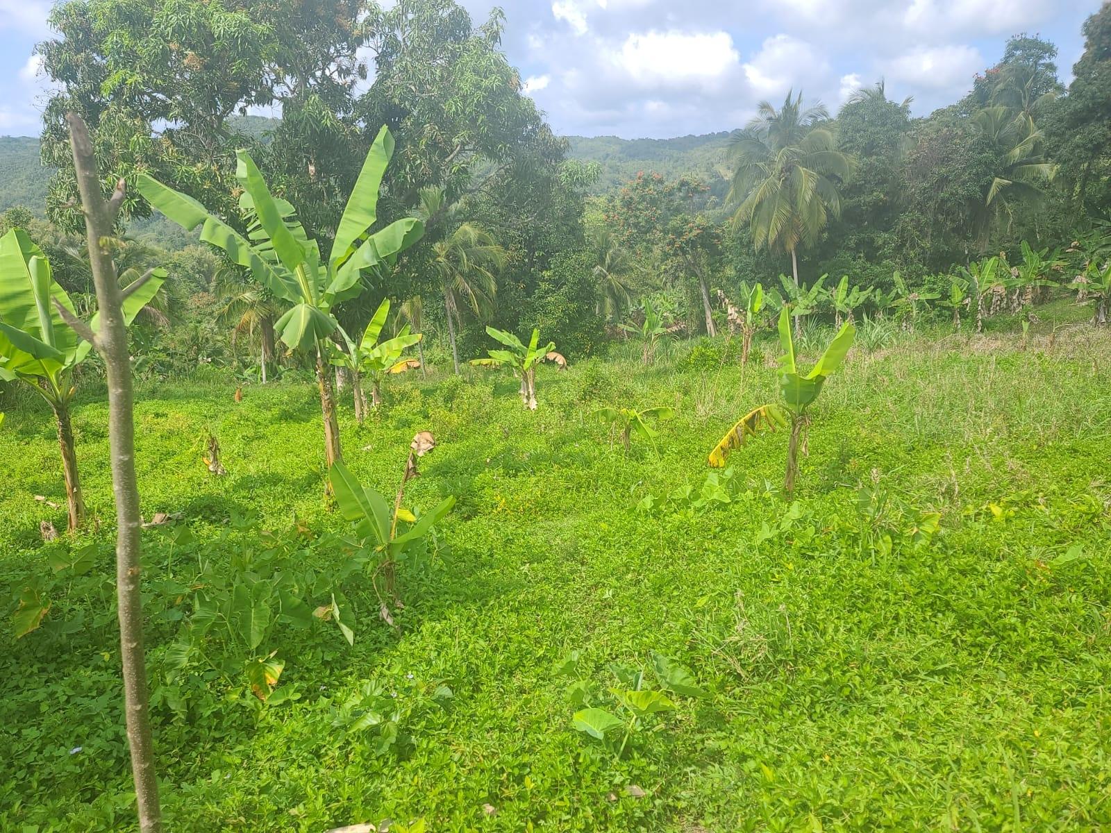 Fourth image of Dressikie pa in Lambkin Hill, St. Mary, Jamaica - property is For Sale