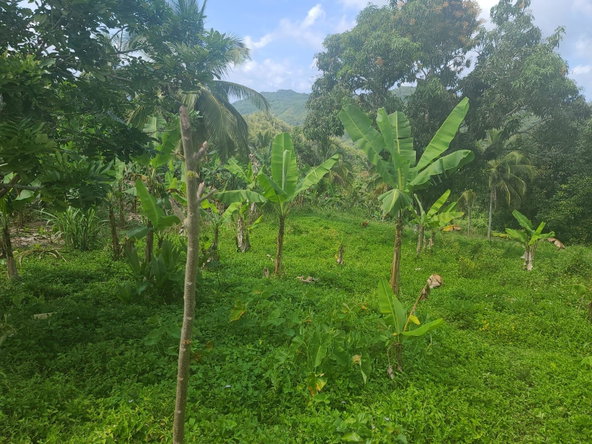 Sixth image of Dressikie pa in Lambkin Hill, St. Mary, Jamaica - property is For Sale