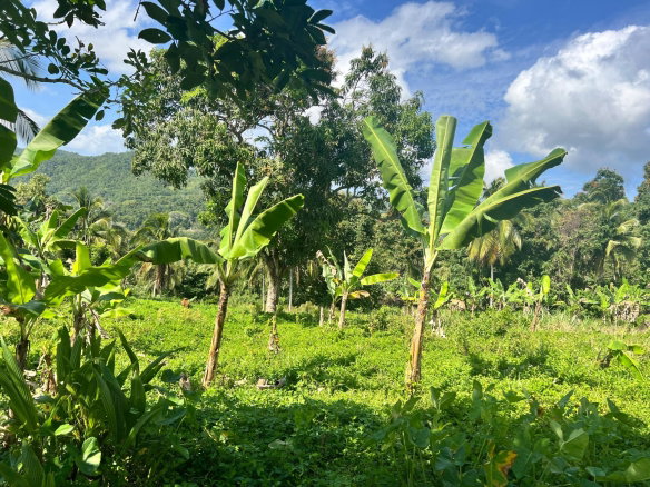 First image of Dressikie pa in Lambkin Hill, St. Mary, Jamaica - property is For Sale