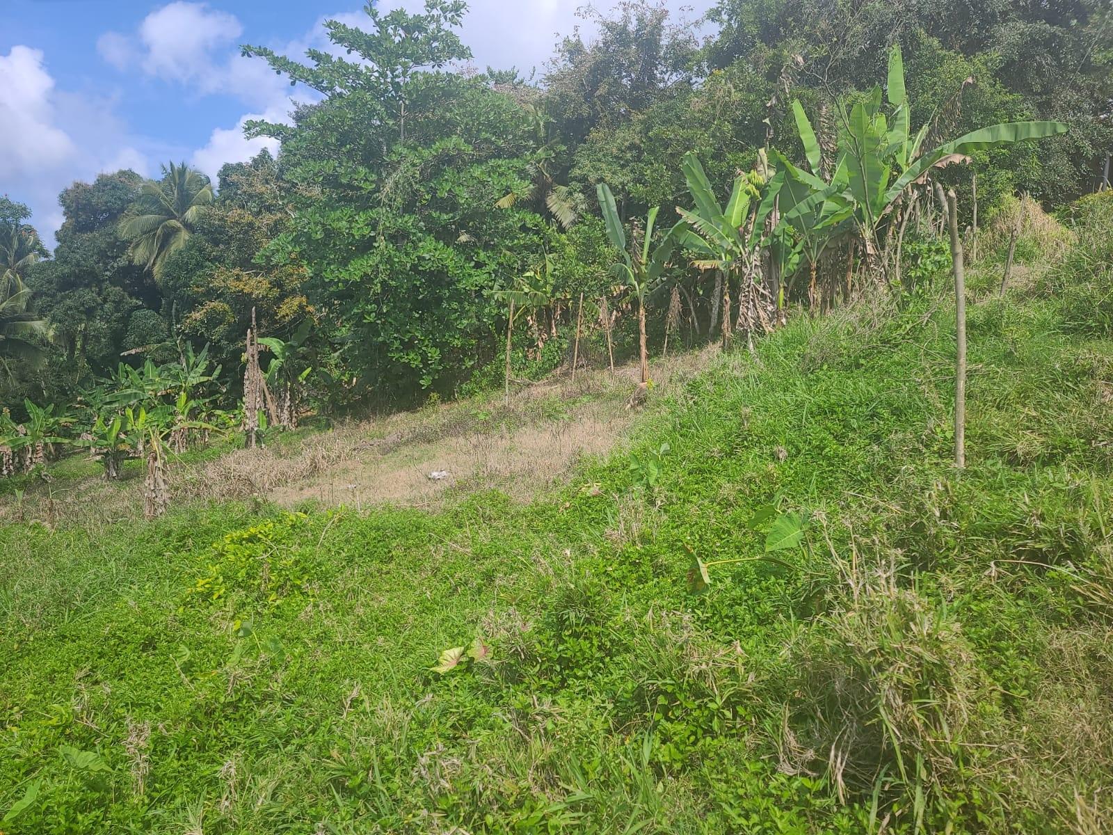 Seventh image of Dressikie pa in Lambkin Hill, St. Mary, Jamaica - property is For Sale