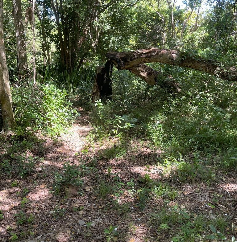 Fourteenth image of Torado Heights in Montego Bay, St. James, Jamaica - property is For Sale