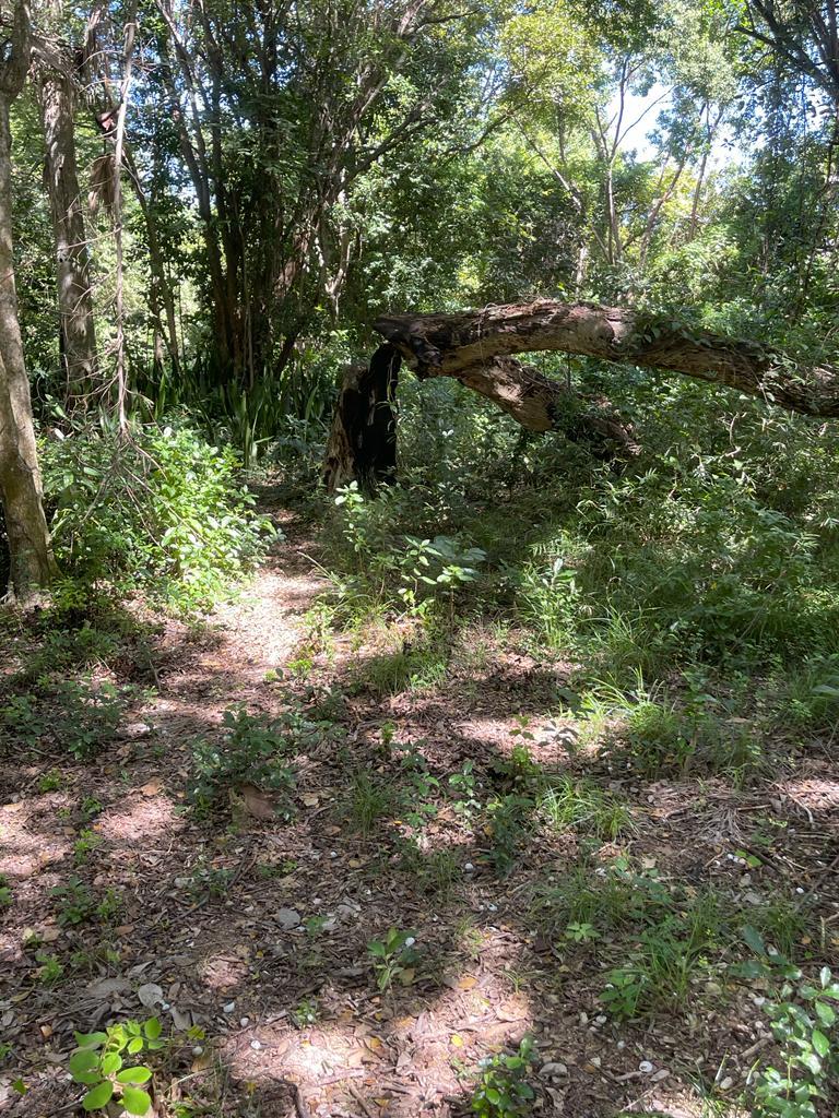 Prime-Development-Land-for-Sale-in-Torado-Heights-Jamaica Fourteenth image of Torado Heights in Montego Bay, St. James, Jamaica - property is For Sale