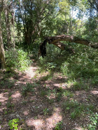 Fourteenth image of Torado Heights in Montego Bay, St. James, Jamaica - property is For Sale