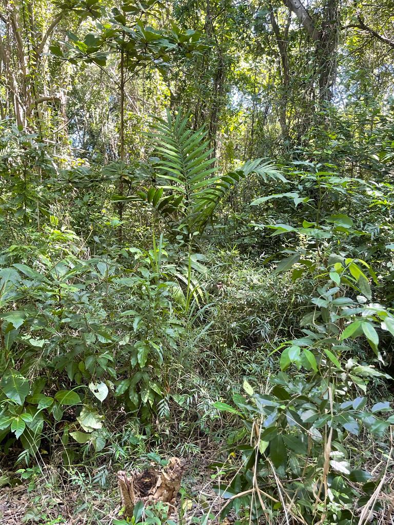 Prime-Development-Land-for-Sale-in-Torado-Heights-Jamaica Seventeenth image of Torado Heights in Montego Bay, St. James, Jamaica - property is For Sale