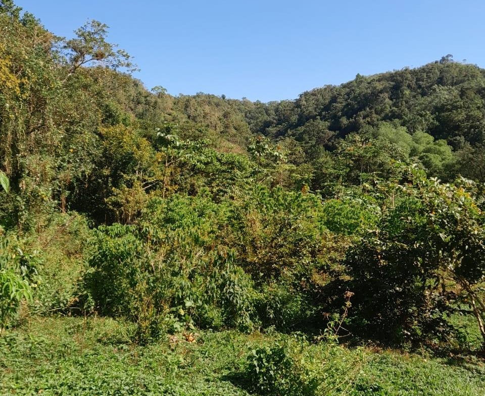 Second image of Ulster Spring in Ulster Spring, Trelawny, Jamaica - property is For Sale