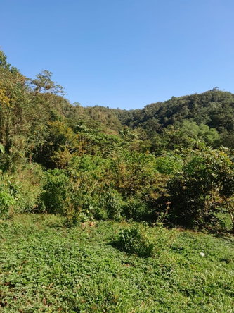 Second image of Ulster Spring in Ulster Spring, Trelawny, Jamaica - property is For Sale