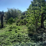 First image of Ulster Spring in Ulster Spring, Trelawny, Jamaica - property is For Sale