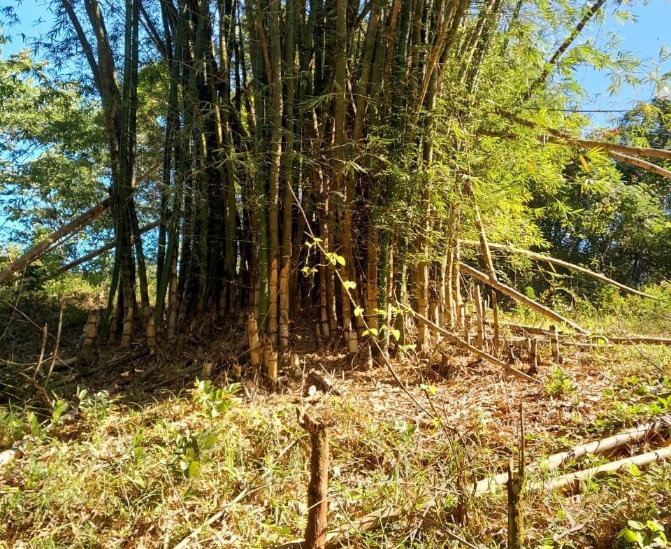 Third image of Ulster Spring in Ulster Spring, Trelawny, Jamaica - property is For Sale