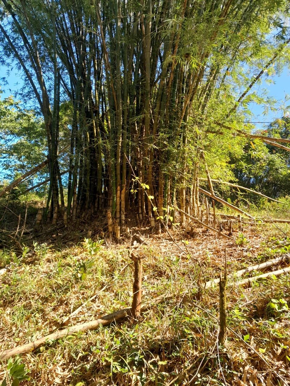 Third image of Ulster Spring in Ulster Spring, Trelawny, Jamaica - property is For Sale