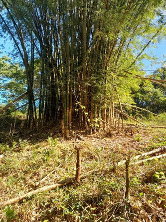 Third image of Ulster Spring in Ulster Spring, Trelawny, Jamaica - property is For Sale