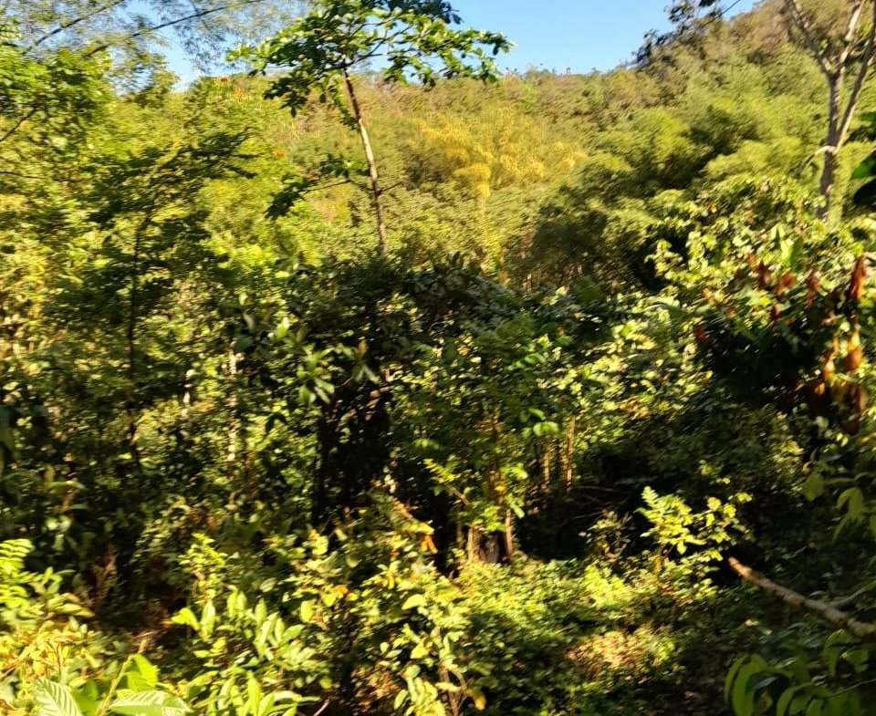 Fourth image of Ulster Spring in Ulster Spring, Trelawny, Jamaica - property is For Sale