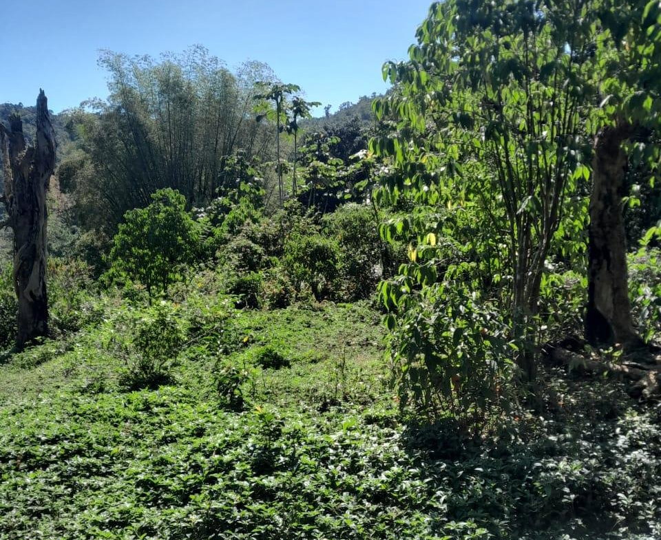 First image of Ulster Spring in Ulster Spring, Trelawny, Jamaica - property is For Sale