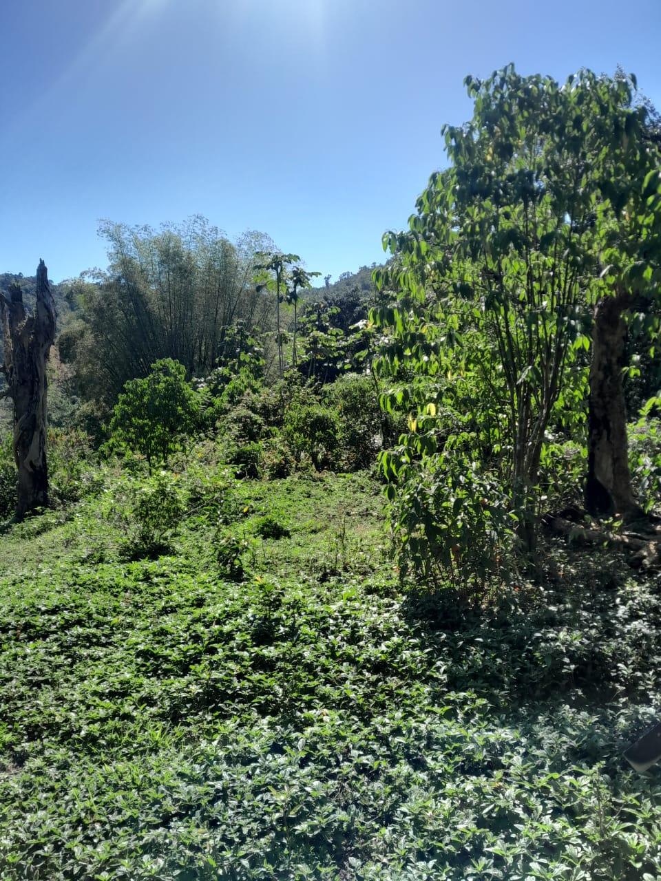 First image of Ulster Spring in Ulster Spring, Trelawny, Jamaica - property is For Sale