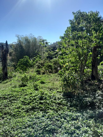 First image of Ulster Spring in Ulster Spring, Trelawny, Jamaica - property is For Sale