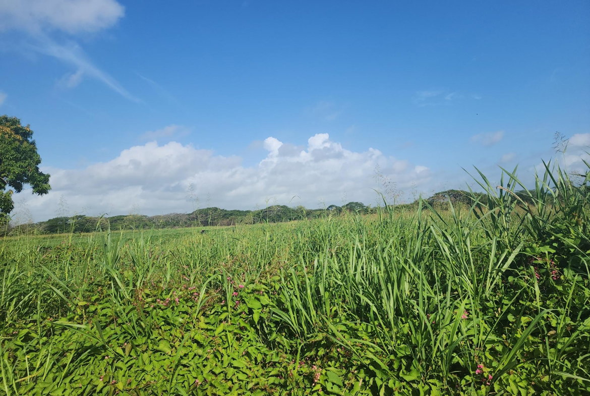 Second image of Wilkins Lane, Bushy Park in Bushy Park, St. Catherine, Jamaica - property is For Sale