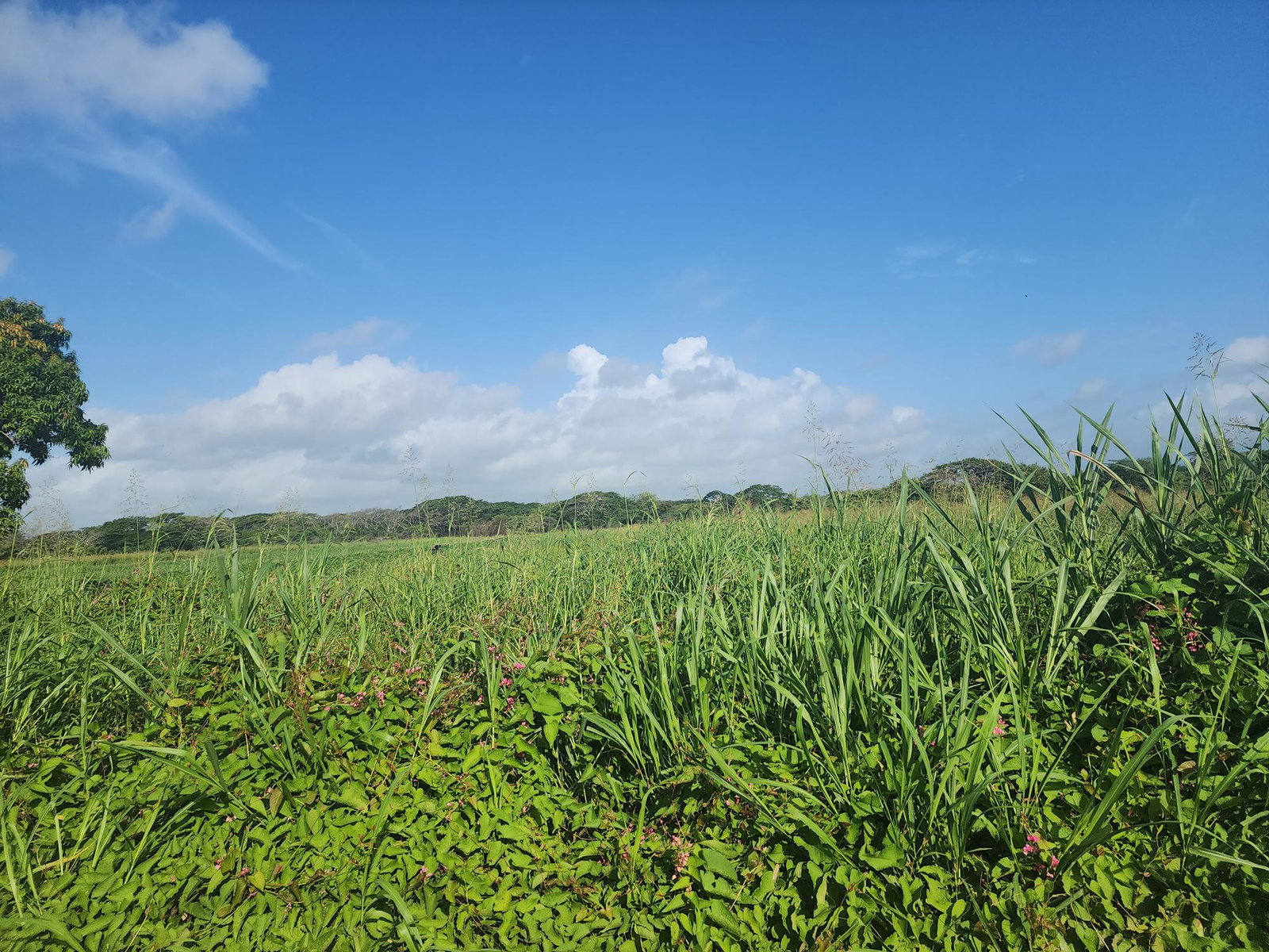 Second image of Wilkins Lane, Bushy Park in Bushy Park, St. Catherine, Jamaica - property is For Sale
