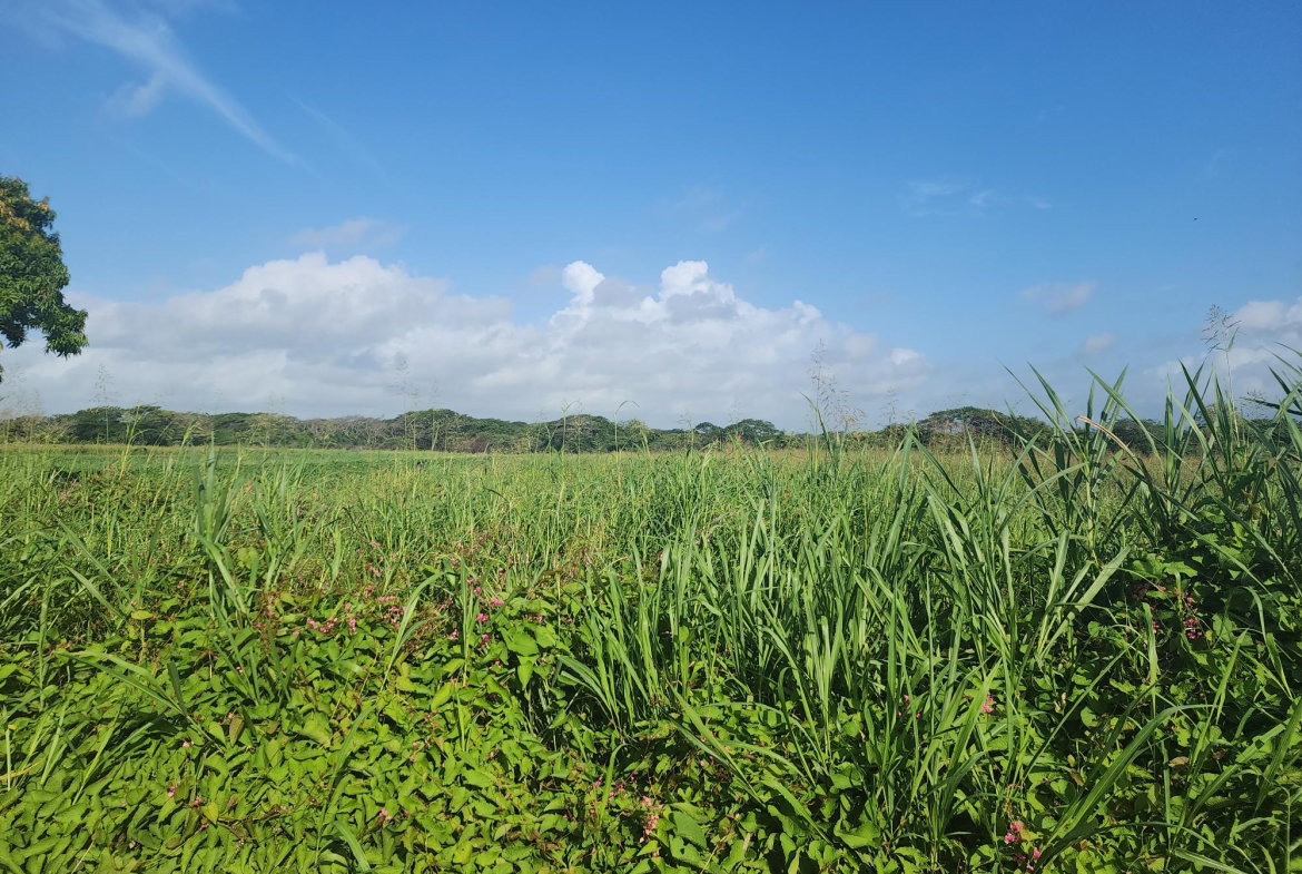 First image of Wilkins Lane, Bushy Park in Bushy Park, St. Catherine, Jamaica - property is For Sale