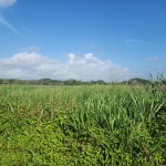 First image of Wilkins Lane, Bushy Park in Bushy Park, St. Catherine, Jamaica - property is For Sale