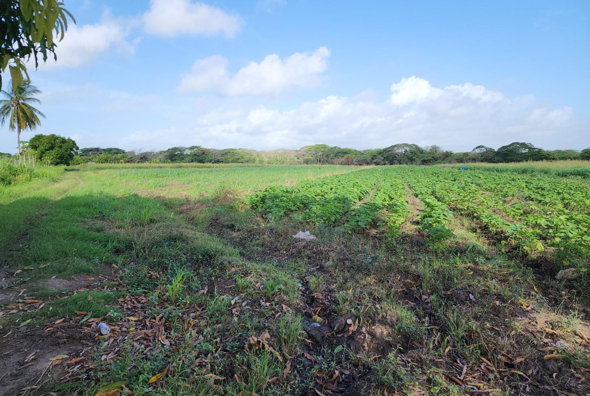 Third image of Wilkins Lane, Bushy Park in Bushy Park, St. Catherine, Jamaica - property is For Sale
