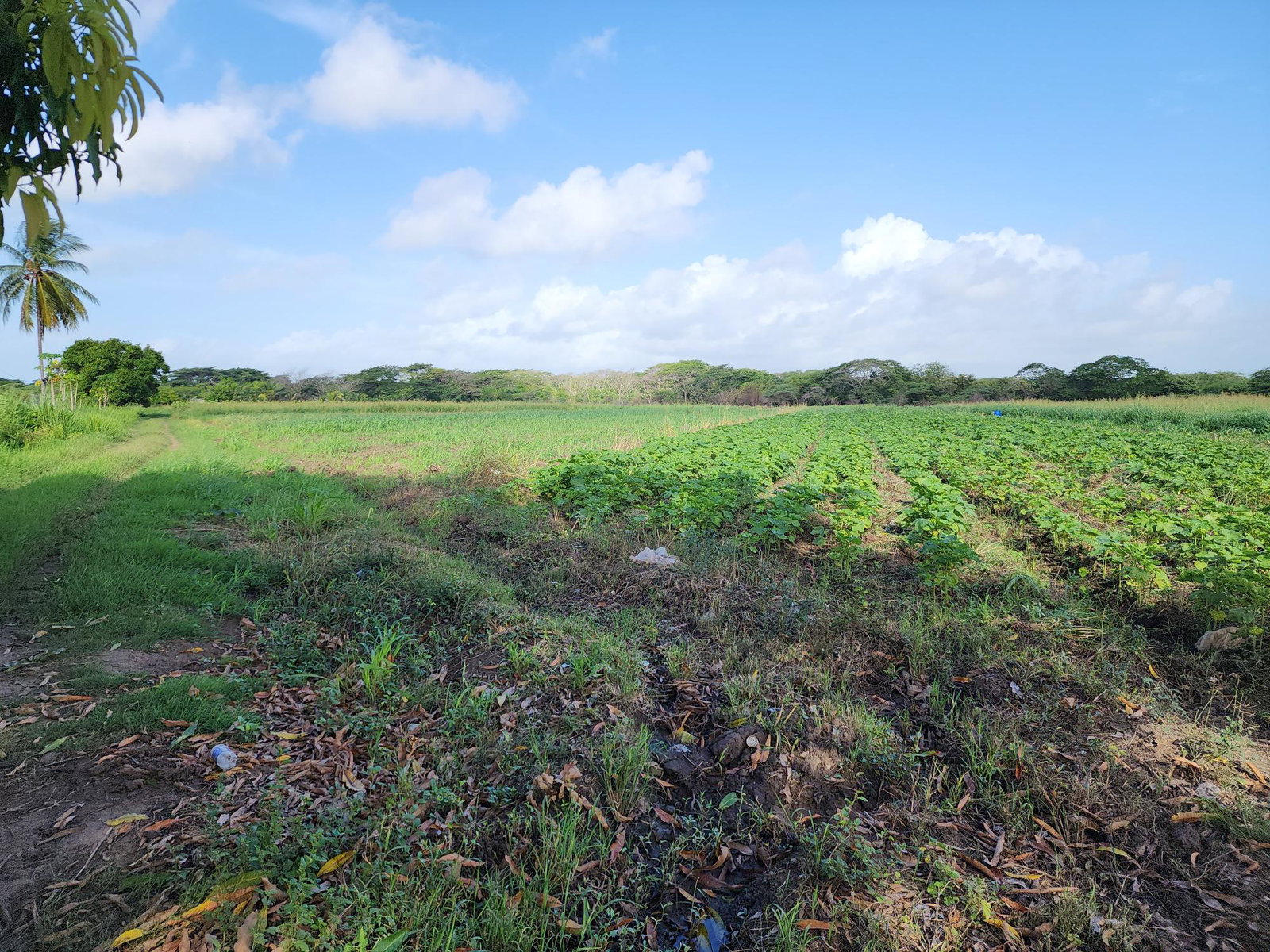 Third image of Wilkins Lane, Bushy Park in Bushy Park, St. Catherine, Jamaica - property is For Sale