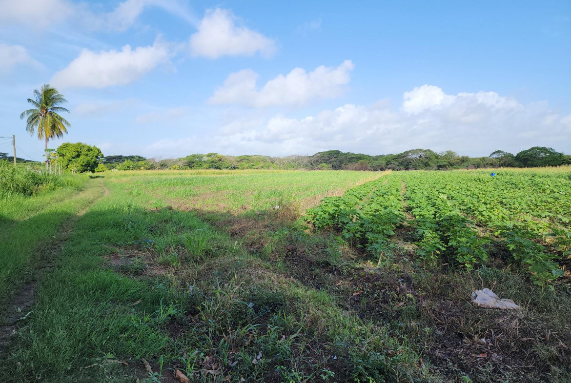 Fifth image of Wilkins Lane, Bushy Park in Bushy Park, St. Catherine, Jamaica - property is For Sale