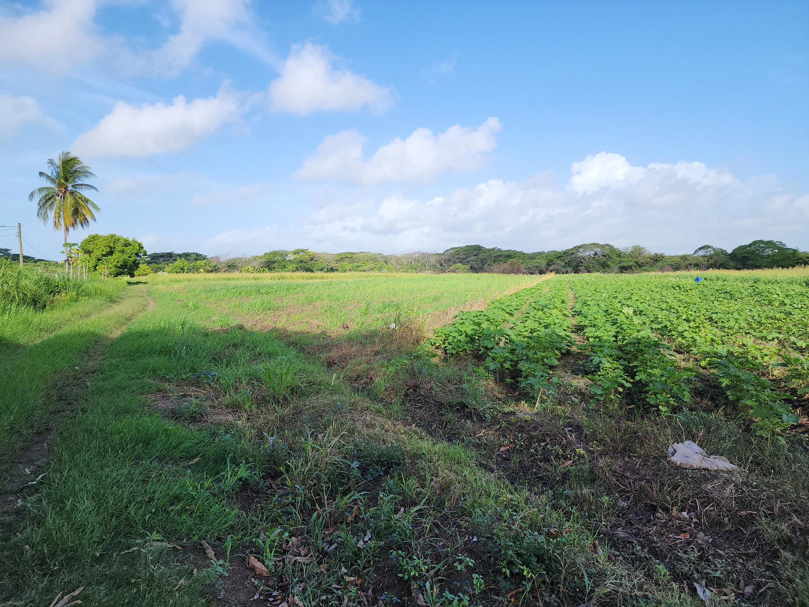 Fifth image of Wilkins Lane, Bushy Park in Bushy Park, St. Catherine, Jamaica - property is For Sale