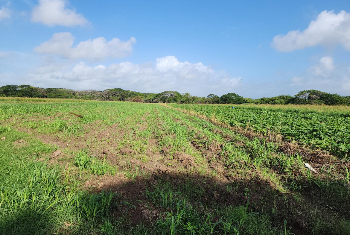 Sixth image of Wilkins Lane, Bushy Park in Bushy Park, St. Catherine, Jamaica - property is For Sale