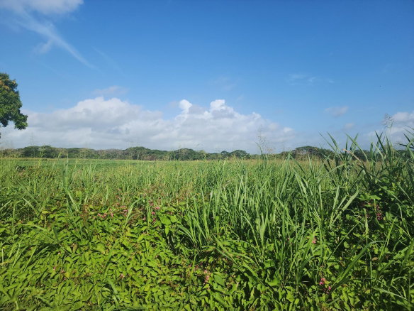First image of Wilkins Lane, Bushy Park in Bushy Park, St. Catherine, Jamaica - property is For Sale