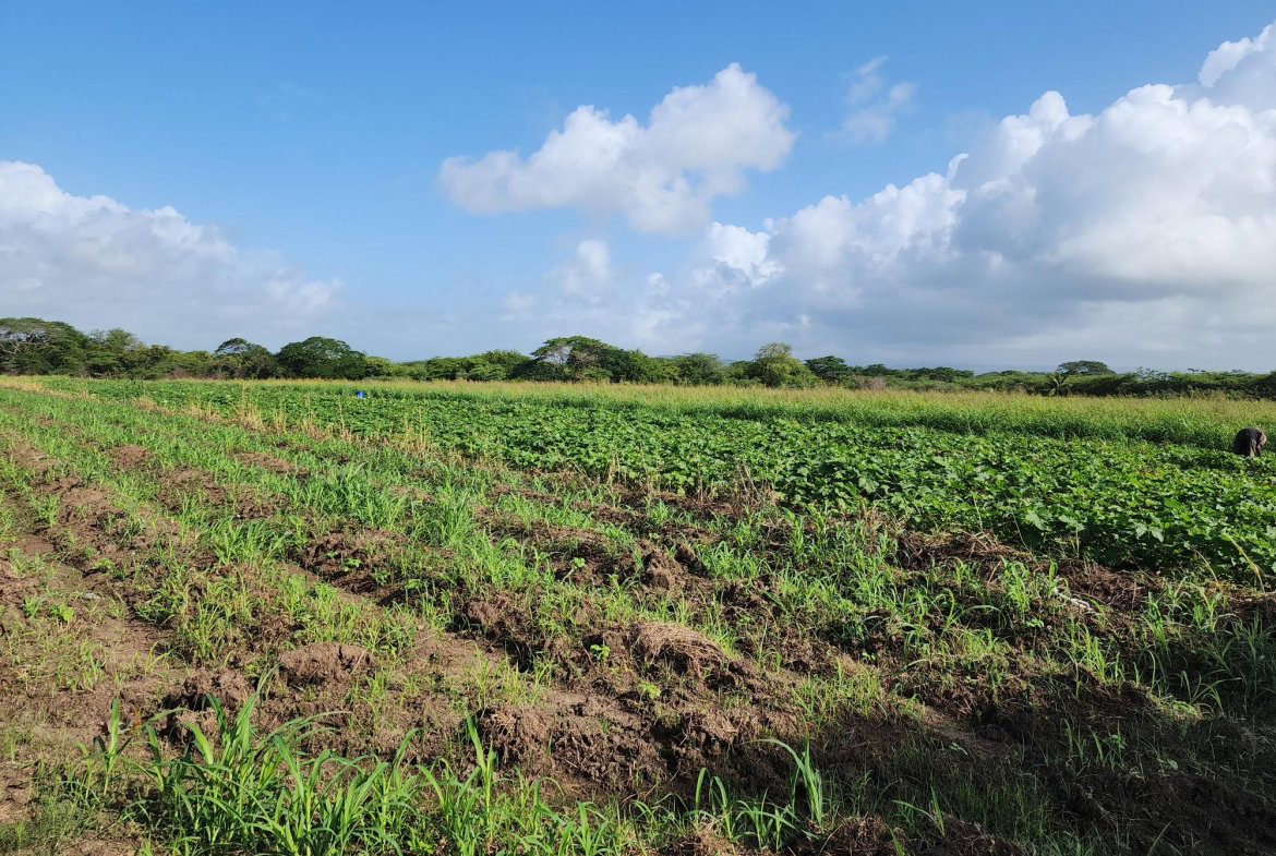 Seventh image of Wilkins Lane, Bushy Park in Bushy Park, St. Catherine, Jamaica - property is For Sale