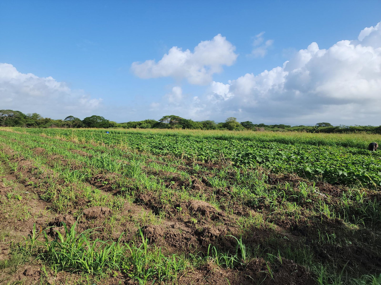 Seventh image of Wilkins Lane, Bushy Park in Bushy Park, St. Catherine, Jamaica - property is For Sale