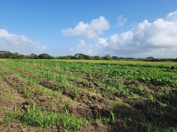 Seventh image of Wilkins Lane, Bushy Park in Bushy Park, St. Catherine, Jamaica - property is For Sale