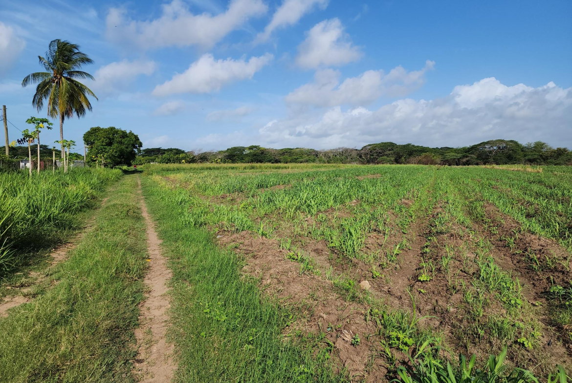 Eighth image of Wilkins Lane, Bushy Park in Bushy Park, St. Catherine, Jamaica - property is For Sale