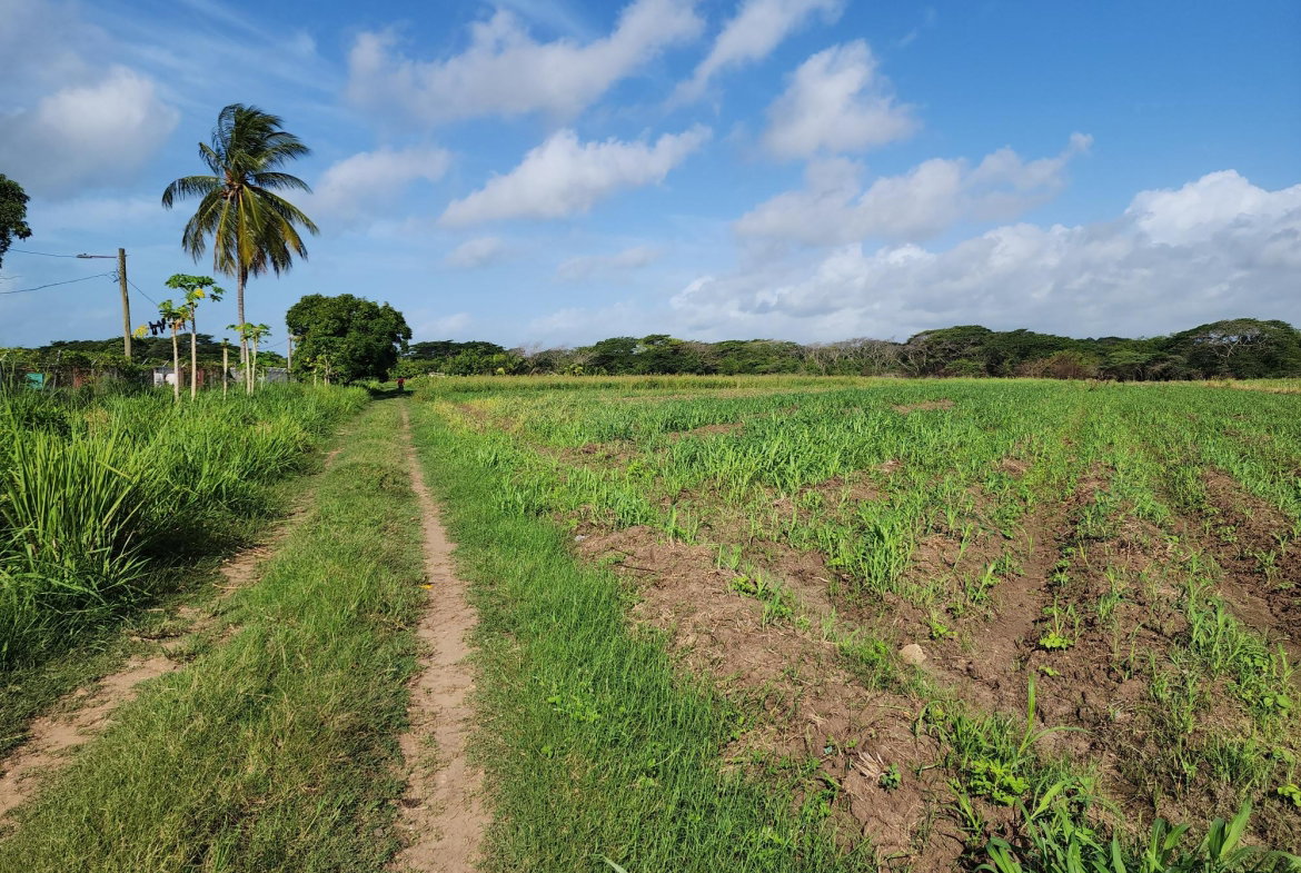 Ninth image of Wilkins Lane, Bushy Park in Bushy Park, St. Catherine, Jamaica - property is For Sale