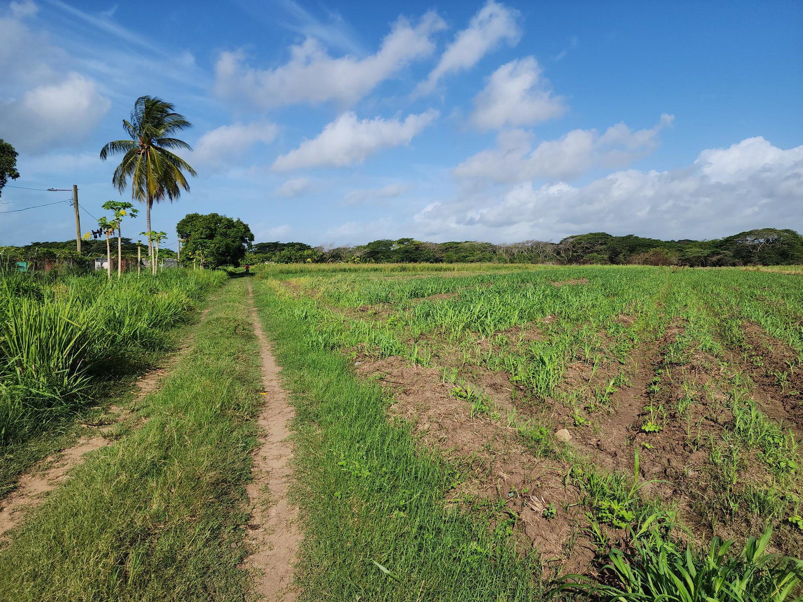 Ninth image of Wilkins Lane, Bushy Park in Bushy Park, St. Catherine, Jamaica - property is For Sale