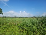 First image of Wilkins Lane, Bushy Park in Bushy Park, St. Catherine, Jamaica - property is For Sale