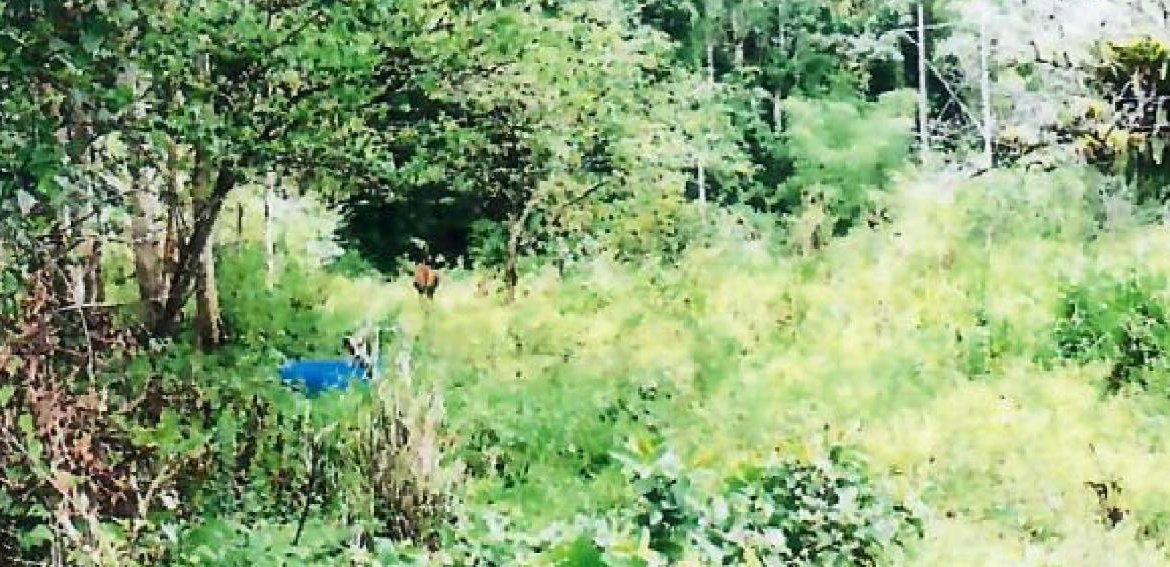 Third image of 1d Goshen in Goshen, St. Ann, Jamaica - property is For Sale
