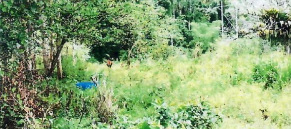 Third image of 1d Goshen in Goshen, St. Ann, Jamaica - property is For Sale