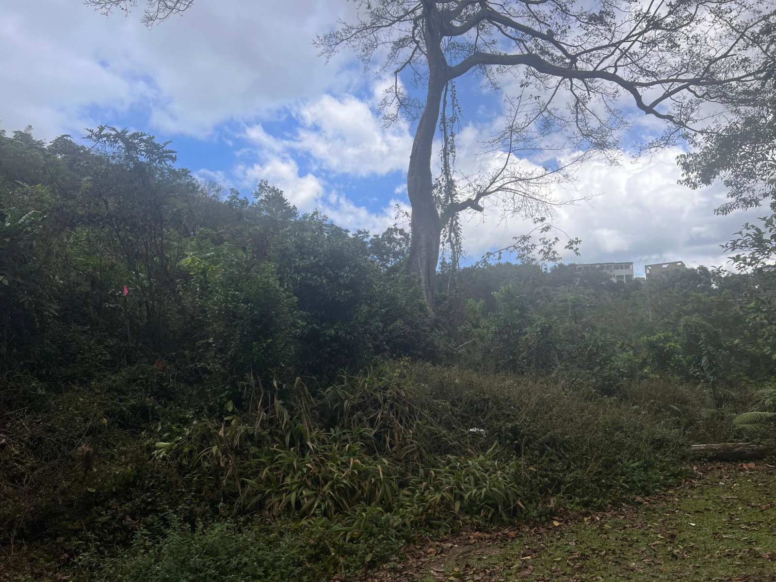 Sixth image of Hays View, Coopers Hill in Red Hills, St. Andrew, Jamaica - property is For Sale