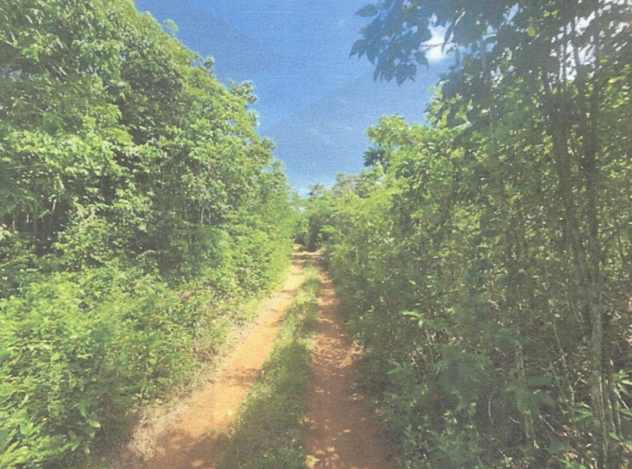 Eleventh image of Lot 2 Hawes Pen in Oracabessa, St. Mary, Jamaica - property is For Sale