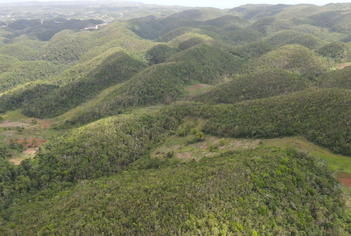 Fourth image of Donnington in Mandeville, Manchester, Jamaica - property is For Sale