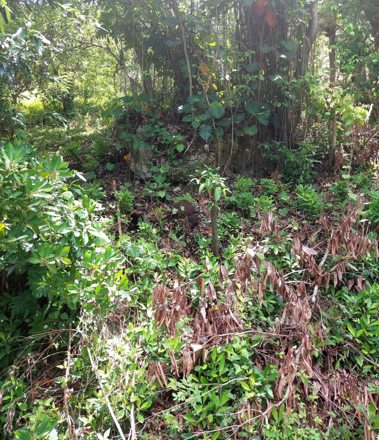 Fourth image of Elysium Paradise in Hope Bay, Portland, Jamaica - property is For Sale