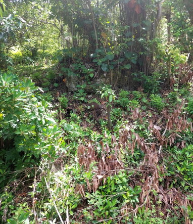 Fourth image of Elysium Paradise in Hope Bay, Portland, Jamaica - property is For Sale
