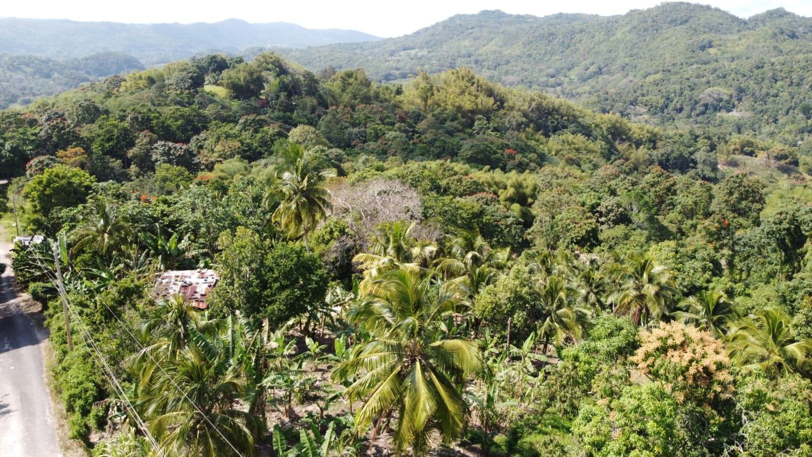 Third image of Dressikie in Lambkin Hill, St. Mary, Jamaica - property is For Sale