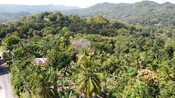 Third image of Dressikie in Lambkin Hill, St. Mary, Jamaica - property is For Sale